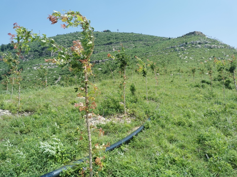 微山县两处荒山绿化示范林荣获市级荒山绿化示范林一等奖